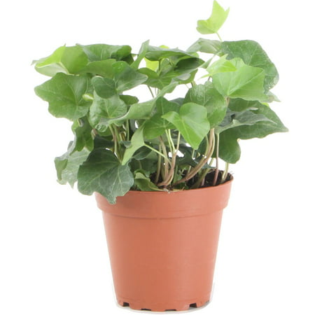 Delray Plants Ivy (Hedera helix) Easy to Grow Live House Plant, 4-inch Grower