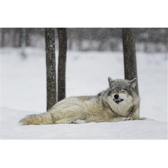Canis Lupus Loup Gris Montrant un Comportement de Soumission - Montebello Quebec Canada Affiche Imprimée par Dominic Marcoux, 38 x 24 - Grand