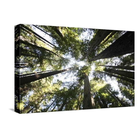 Art.com Redwoods Stretched Canvas Print Wall Art by Chris Bliss, 18" x 12"