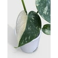 thumbnail image 4 of Monstera Deliciosa 'Thai Constellation' - Live Air-Purifying Indoor Plant in Nursery Pot – Easy Care, Low Maintenance Houseplant for Home & Office Decor, Natural Air Cleaner, Best for Beginners, 4 of 10