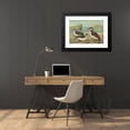 thumbnail image 4 of Johann Friedrich Naumann 24x18 Black Modern Framed Museum Art Print Titled - Uria Lomvia (L.), Uria Rhingvia Brunn, 4 of 5