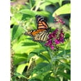 thumbnail image 2 of Putman, Tammy 14x18 Gold Ornate Wood Framed with Double Matting Museum Art Print Titled - Monarch Garden I, 2 of 4