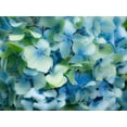 thumbnail image 2 of Gulin, Sylvia 24x19 White Modern Wood Framed Museum Art Print Titled - Oregon-Cannon Beach-Northwest Hydrangea blossom, 2 of 4