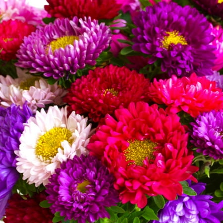 TomorrowSeeds - Powder Puff Mix China Aster Seeds - 2000+ Count - For 2026 Planting Callistephus