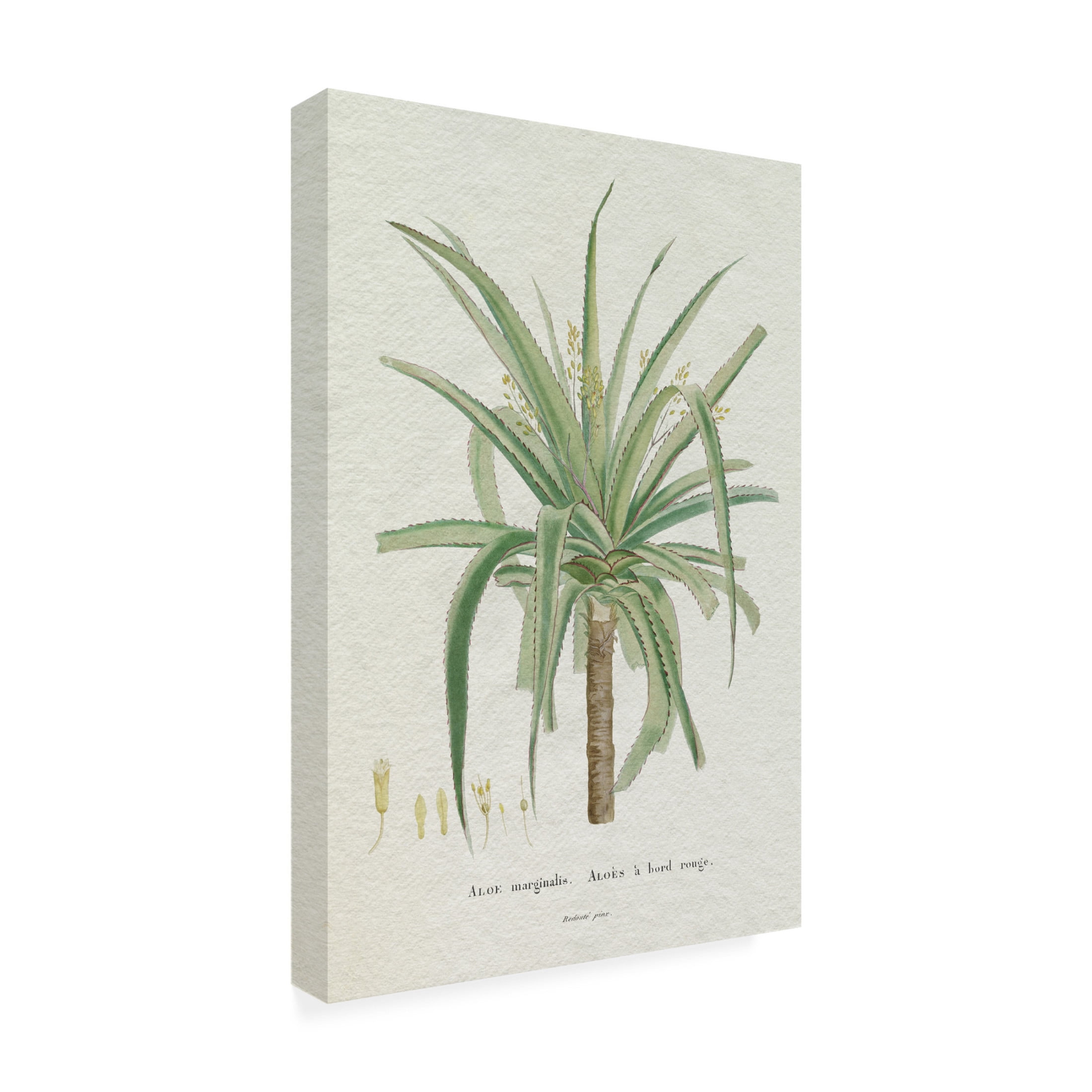 Trademark Fine Art Pierre Redoute  Redoute Succulent II Canvas Wall Art