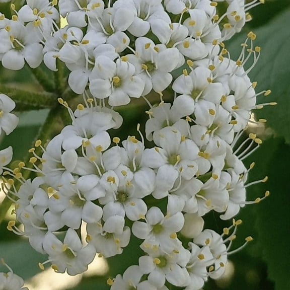 Blackhaw Viburnum Plant, Dormant Tree, Blackhaw Viburnum Bush Live, Planting Growing Outdoor, 6 Inches Tall in Pot