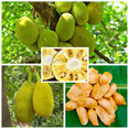 thumbnail image 5 of Live Jackfruit Plant in Pot, Edible Fruit Tree for Patio or Garden, 4-6 Inches Tall, 5 of 5