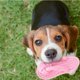 thumbnail image 2 of Juguetes para mascotas Zapatillas Zapatos para masticar perros Cuerda de algodón Juguete molar Perro jugando Gato Masaje de goma (paquete de 4) Sailing Electrónica, 2 of 5