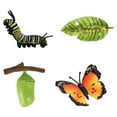 thumbnail image 1 of Ciclo de juguete preescolar educativo Zulema mariposa para niños juguetes de crecimiento de insectos, 1 of 8