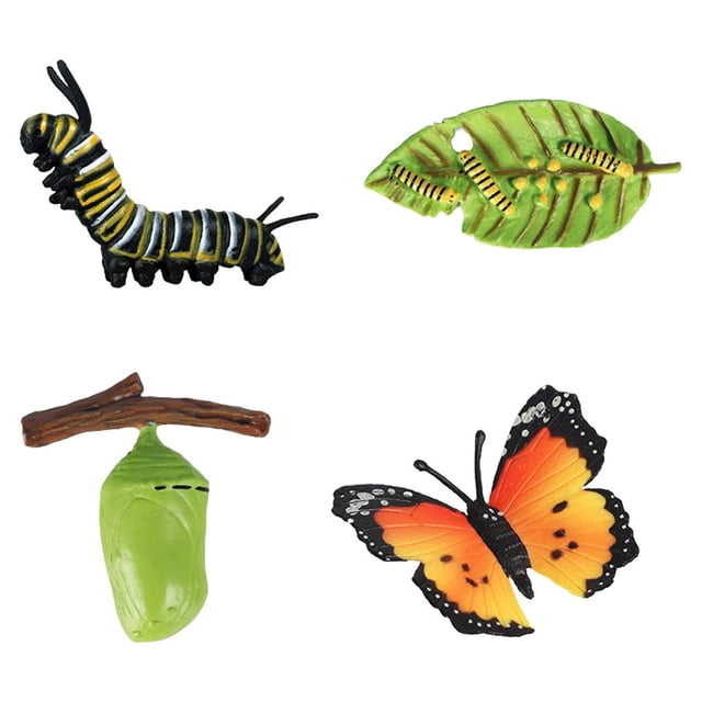 Ciclo de juguete preescolar educativo Zulema mariposa para niños juguetes de crecimiento de insectos