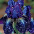 thumbnail image 4 of Violet Iris for Planting-(Non-Artificial)-No-fuss Cultivation & Fast Sprouting, Vivid Mixed Hues Blooms for Garden Scenery Decor, Bloom Year After Year, 4 of 7