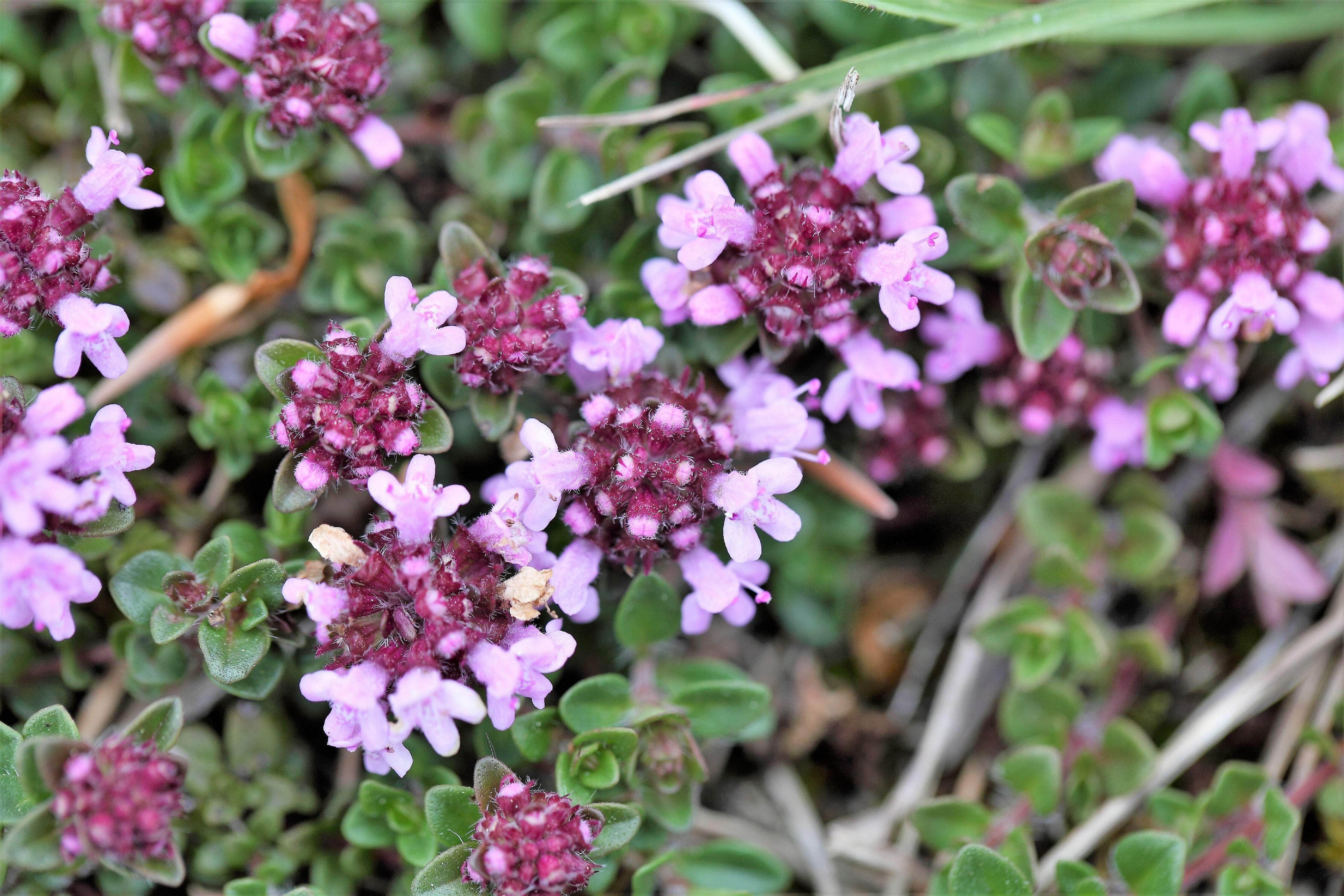 10,000 BULK LEMON THYME Thymus Pulegioides Herb Purple Flower Fragrant Evergreen Seeds