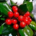 thumbnail image 3 of Dwarf Burford Holly - 30 Live Plants - Ilex Burfordi Evergreen Hedge Red Berries Tree Shrub, 3 of 7