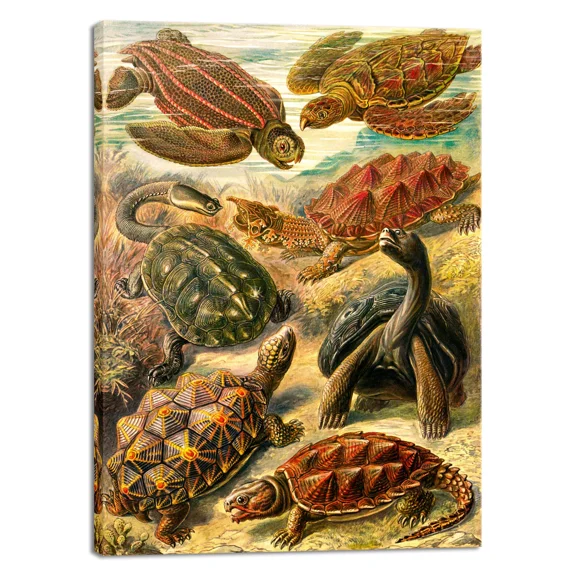 Ernst Haeckel Art Forms In Nature Poster Print Chelonia Testudo Canvas Wall Art