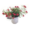 thumbnail image 2 of Drift Roses Red Drift Rose 2 Gallon (Rosa) Petite Red Flowers Are Disease Resistant Live Outdoor Plant, 2 of 3