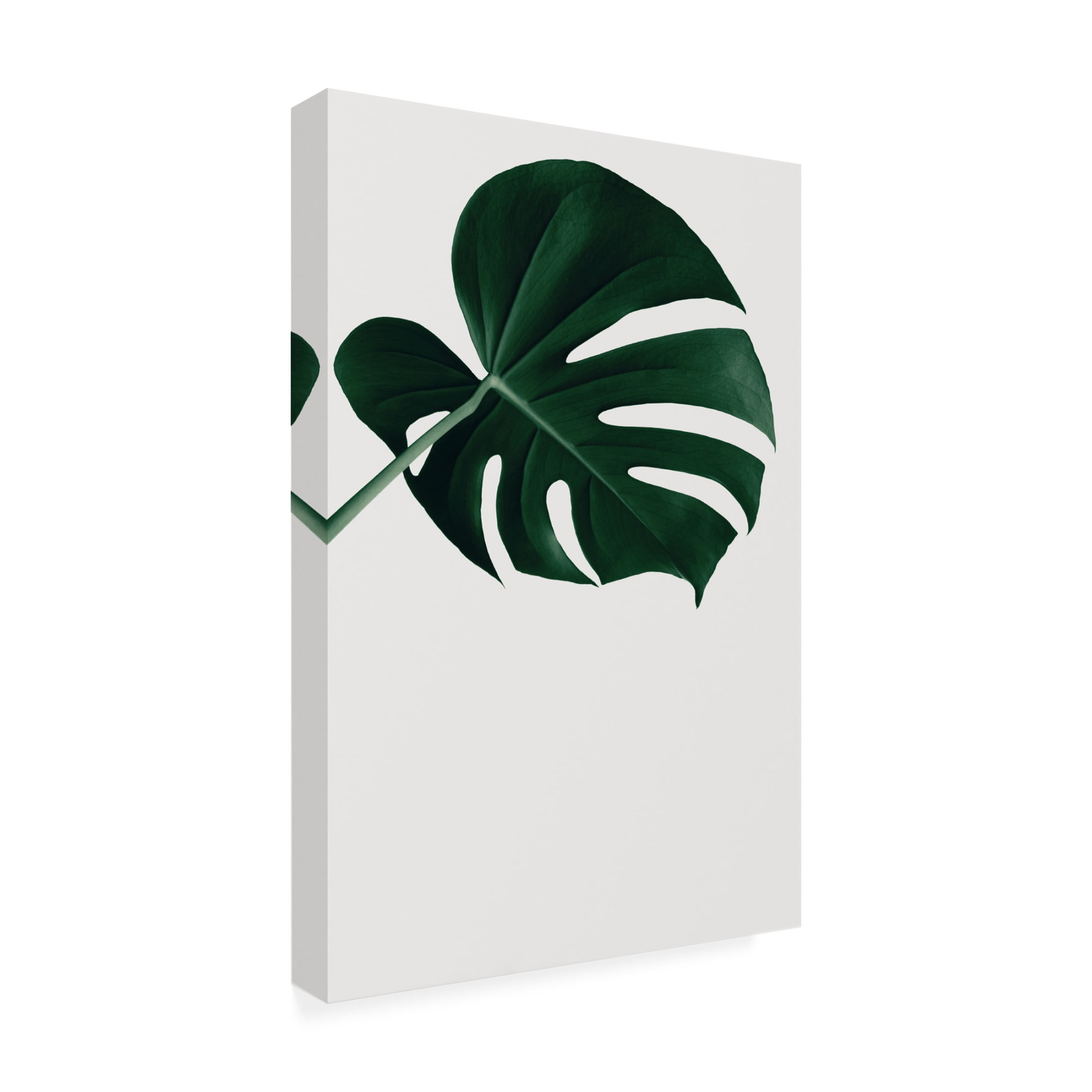 Canvas Wall Art - Pictufy Studio Iii 'Monstera Natural 19' Wall Art for Living Room, Bedroom, or Office D?cor by Trademark Fine Art - 30 x 47 Inches
