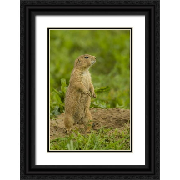 Illg, Cathy and Gordon 23x32 Black Ornate Wood Framed with Double Matting Museum Art Print Titled - CO, Rocky Mt Arsenal Prairie dog on den mound