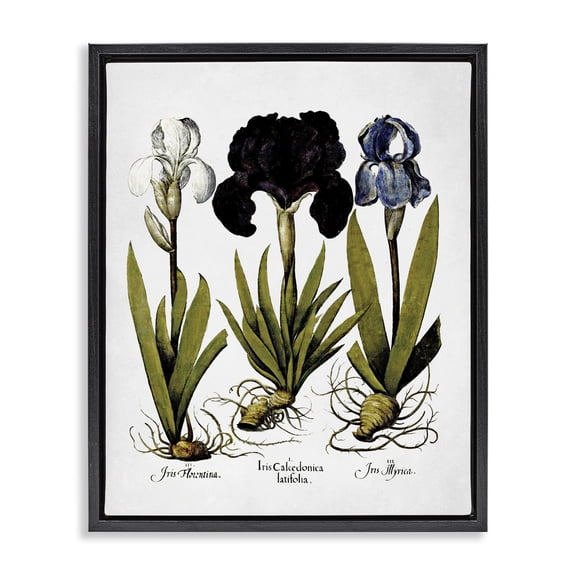 Stupell Industries Mid-Century Vintage Iris Flowers Black Floating Frame Canvas Art, 17 x 21, by Lettered and Lined