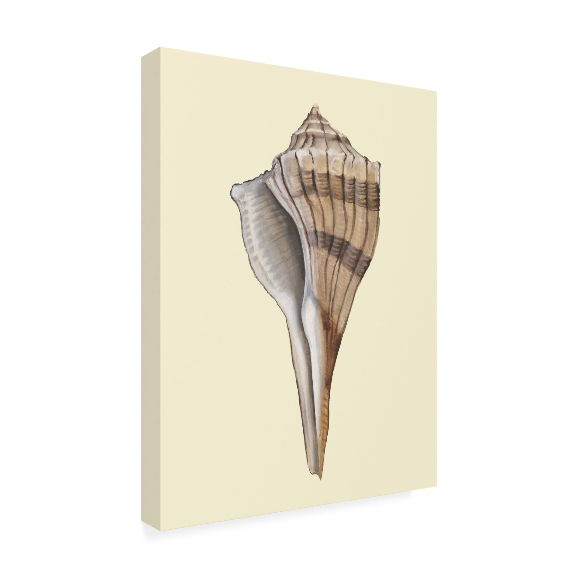 Trademark Fine Art Michael Willett Neutral-Toned Seashells IV Canvas Wall Art