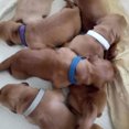 thumbnail image 4 of Collares de parto para cachorros, collares para mascotas recién nacidas, regalo para dueños de mascotas duraderos, 12 Uds., 4 of 5