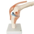 thumbnail image 5 of Anatomical Knee Joint with Ligaments Model, Life Size, 5 of 5