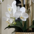 thumbnail image 2 of 29" White Orchid Arrangement in a Tan Ceramic Planter | Real Touch White Moth Phalaenopsis Orchids by Fiori Sempre, 2 of 7