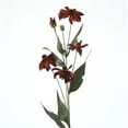 thumbnail image 1 of Distinctive Designs DH-462-BW Fleur de Lait 29 Po. L Brun Noir Eyed Susan - Pack de 12, 1 of 1