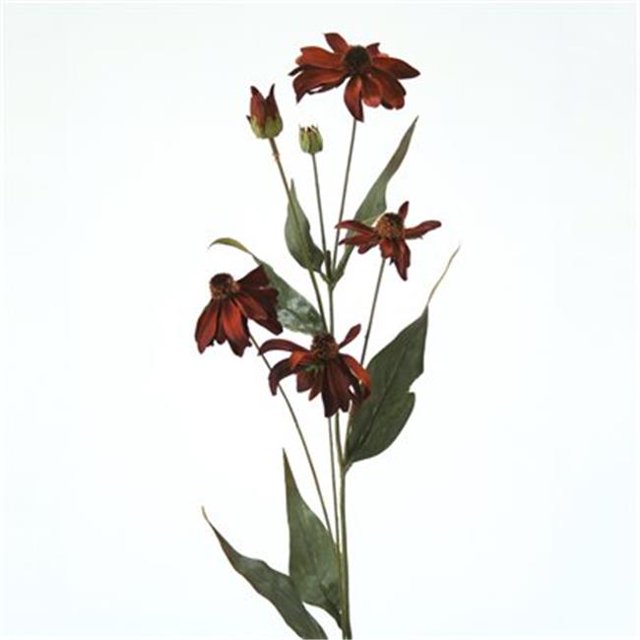 Distinctive Designs DH-462-BW Fleur de Lait 29 Po. L Brun Noir Eyed Susan - Pack de 12