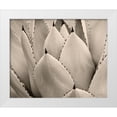 thumbnail image 1 of Sophie 6 14x12 White Modern Wood Framed Museum Art Print Titled - Cactus Cream I, 1 of 4