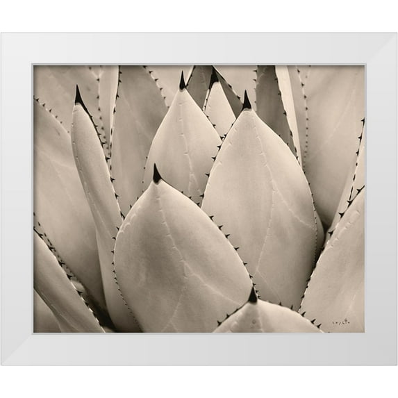 Sophie 6 14x12 White Modern Wood Framed Museum Art Print Titled - Cactus Cream I