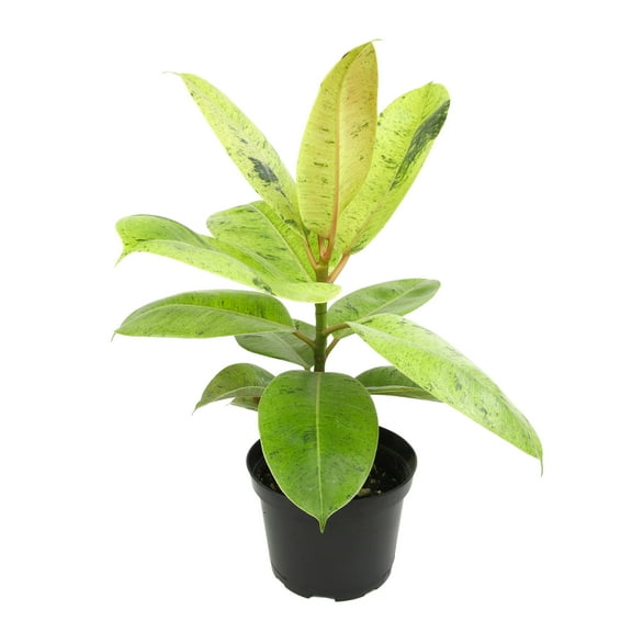 Shivereana Ficus Rubber Tree, Indoor Plant | 6in. Pot; Indirect Sunlight | Element by Altman Plants