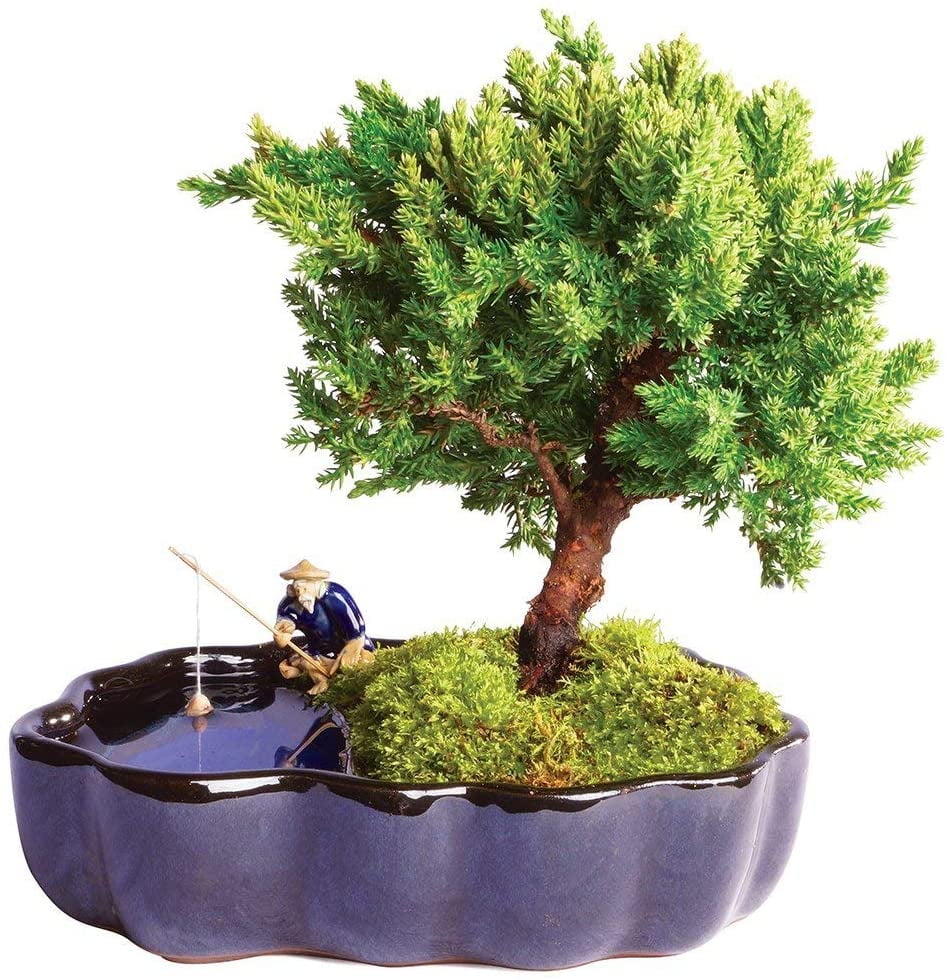 Brussels Bonsai Live Green Mound Juniper Outdoor Bonsai Tree in Zen