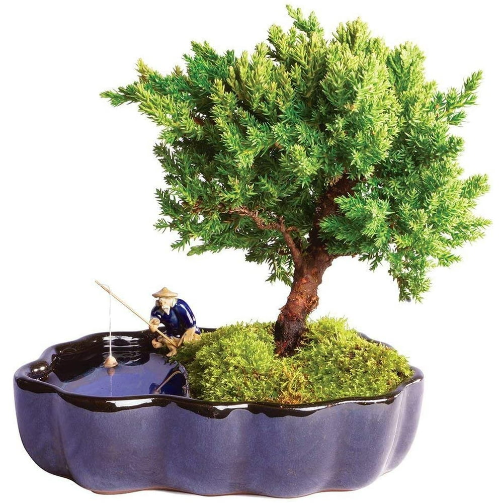 Brussels Bonsai Live Green Mound Juniper Outdoor Bonsai Tree in Zen