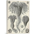 thumbnail image 1 of ARTCANVAS Crinoidea Marine Animals Flagellates Canvas Art Print by Ernst Haeckel - Size: 12" x 8" (0.75" Deep), 1 of 9