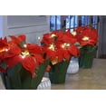 thumbnail image 4 of 12 Inch High LED Lighted Artificial Red Christmas Potted Poinsettia Plant, Battery Operated with Timer, 4 of 6