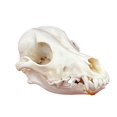 thumbnail image 1 of Clóset de taxidermia con calavera de animal real y gato para regalo científico, 1 of 8