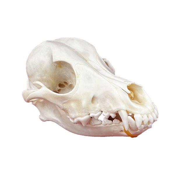 Clóset de taxidermia con calavera de animal real y gato para regalo científico