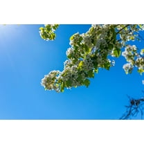 Tropical SEEDS = East Indian Rosewood -10 Seeds- Tropical Ornamental Seed Pack- Container Gardening- Great Bonsai Project -Dalbergia latifolia=Serendipity Seeds