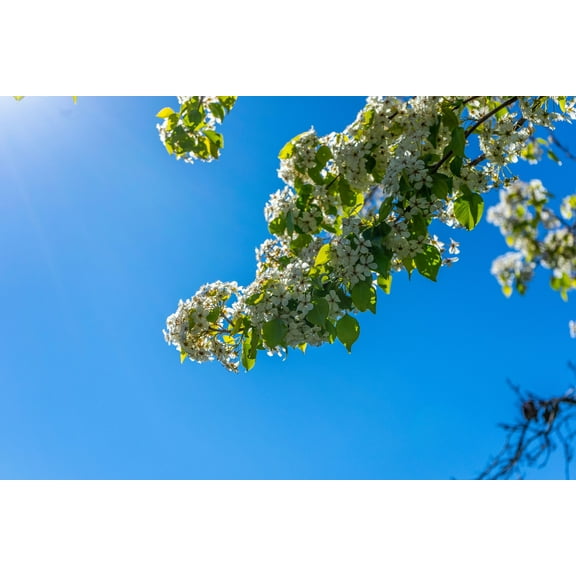 Tropical SEEDS = East Indian Rosewood -10 Seeds- Tropical Ornamental Seed Pack- Container Gardening- Great Bonsai Project -Dalbergia latifolia=Serendipity Seeds