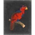 thumbnail image 3 of Vision Studio 15x18 Black Modern Framed Museum Art Print Titled - Dramatic Parrots III, 3 of 5
