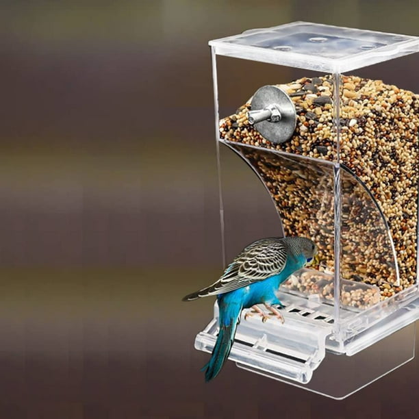 Mangeoire automatique anti-éclaboussures pour oiseaux, accessoires