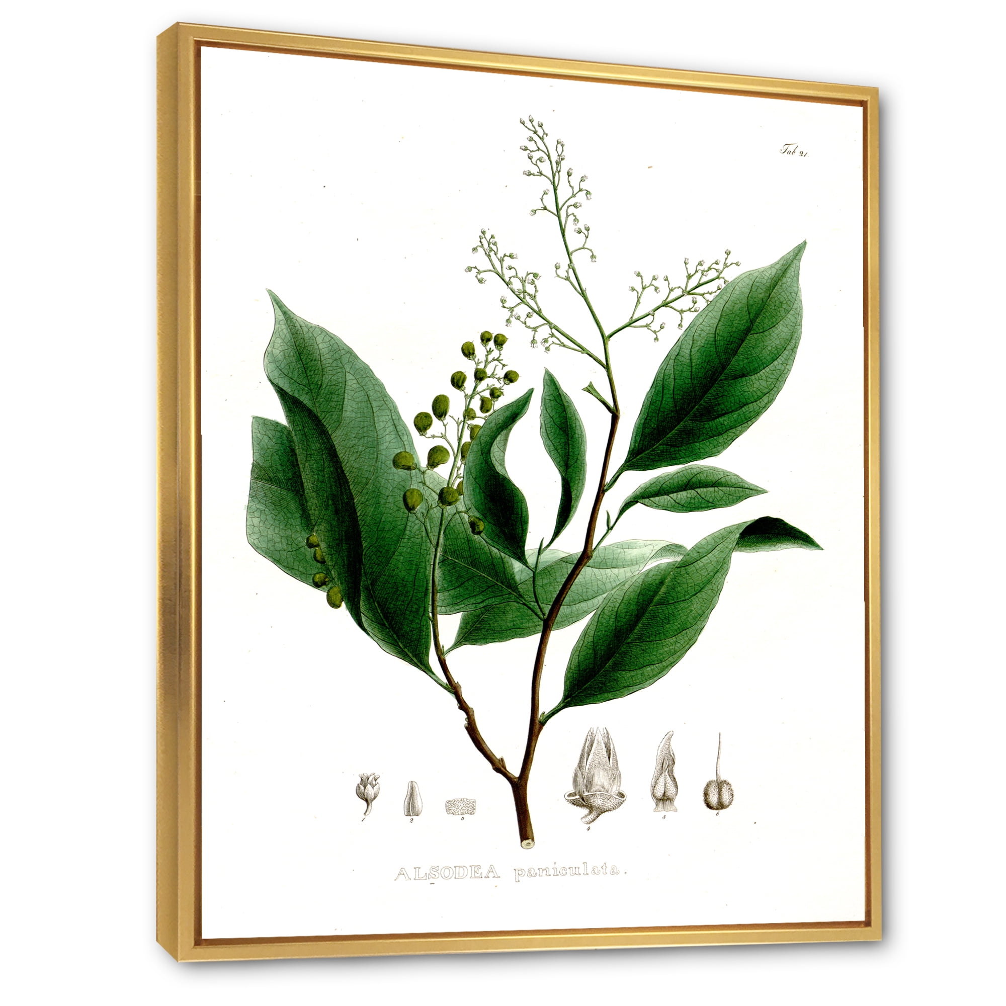 Designart 'Ancient Brazilian Plant II' Traditional Framed Canvas Wall Art Print