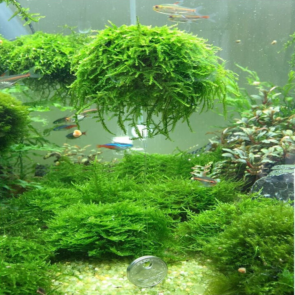 2-5cm Giant Algae Moss Ball Cladophora Aquarium Live Plant Fish Tanks Decor NEW 