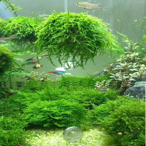 5cm Aquarium Fish Tank Media Boule De Mousse Plante Vivante Filtre  Filtration Drôle Décor 