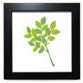 thumbnail image 1 of Faibles Branches de Grenn Vert Noir Cadre Carré Photo Mur Table, 1 of 3