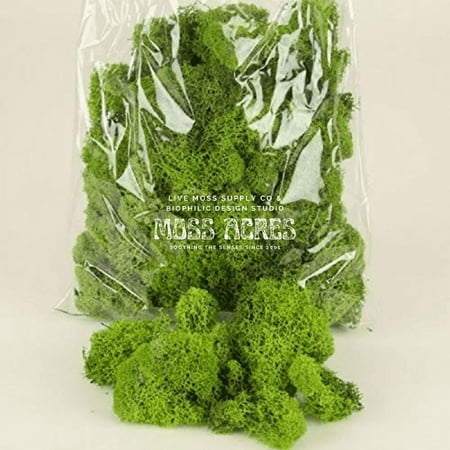 Preserved Reindeer Moss 4oz (Spring Green)