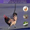 thumbnail image 3 of Chicken Harness with Leash Adjustable Chicken Leash for Hens Duck, 3 of 5
