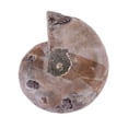thumbnail image 3 of Ammonite  Specimen , Long Historical Precipitation  Specimen , Natural Stones For School Teaching Supplies Teaching Specimens, 3 of 6