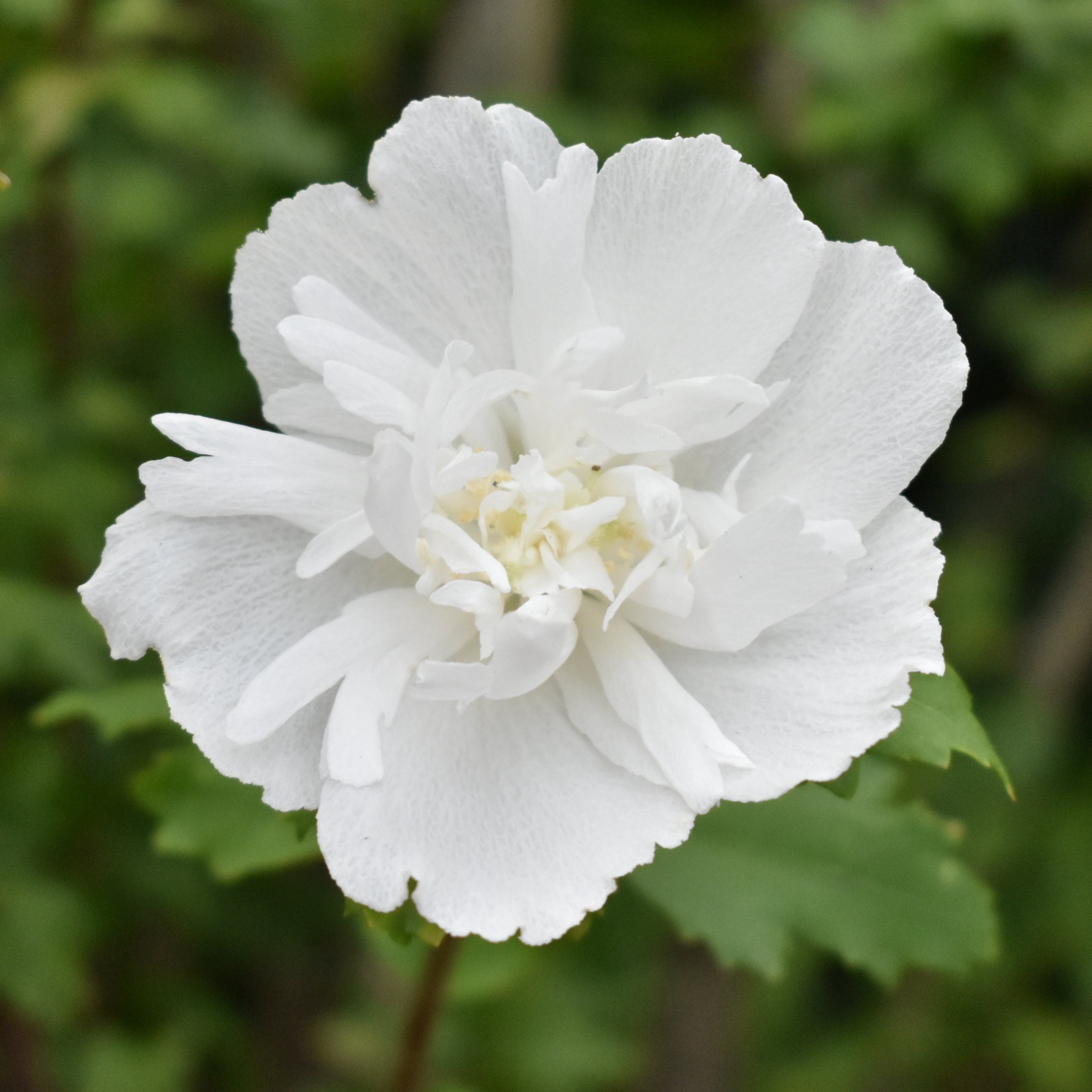 National Plant Network 3 gal. Hibiscus White Pillar Live Shrub