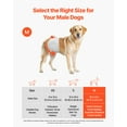 thumbnail image 2 of VEVOR Disposable Male Dog Diapers Super Absorbent Male Dog Wraps M 144 Count, 2 of 9